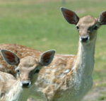 Marapana Wildlife Park - Accommodation in Surfers Paradise