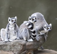 Adelaide Zoo - Accommodation in Surfers Paradise