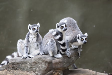 Adelaide Zoo - Accommodation in Surfers Paradise 0