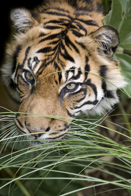 Adelaide Zoo - Accommodation in Surfers Paradise 1