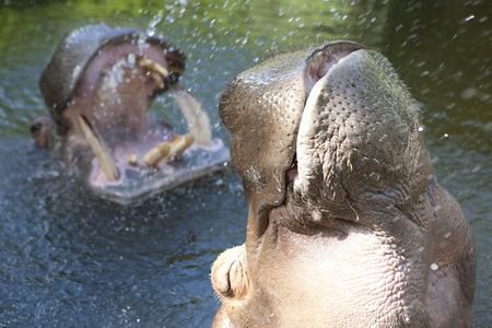 Adelaide Zoo - Accommodation in Surfers Paradise 2