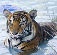 Zoo Doo Wildlife Park - Accommodation in Surfers Paradise