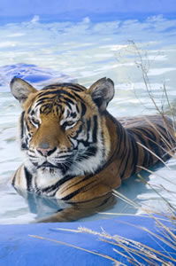 Zoo Doo Wildlife Park - Accommodation in Surfers Paradise 0
