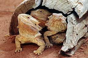 Alice Springs Reptile Centre - Accommodation in Surfers Paradise 0