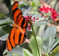 Butterfly Farm - Accommodation in Surfers Paradise
