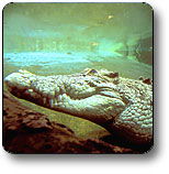 Kakadu National Park - Accommodation in Surfers Paradise 1