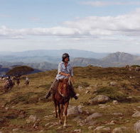 High Country Horses - Accommodation in Surfers Paradise