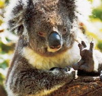 Gorge Wildlife Park - Accommodation in Surfers Paradise