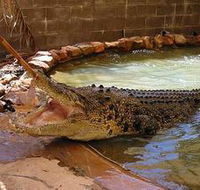 Wyndham Zoological Gardens and Crocodile Park - Accommodation in Surfers Paradise