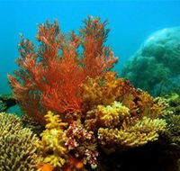 Three Islands Whale Shark Dive - Accommodation in Surfers Paradise