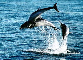 Polperro Dolphin Swims - Accommodation in Surfers Paradise 1