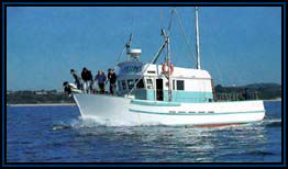Polperro Dolphin Swims - Accommodation in Surfers Paradise 2