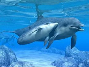 Polperro Dolphin Swims - Accommodation in Surfers Paradise 3