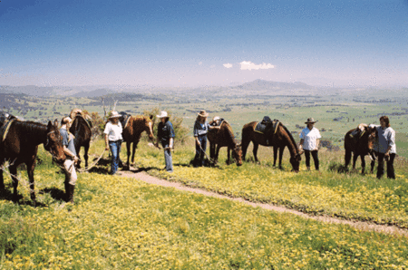 Watsons Trail Rides - Accommodation in Surfers Paradise 1