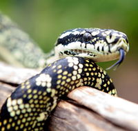 Reptile Encounters - Accommodation in Surfers Paradise