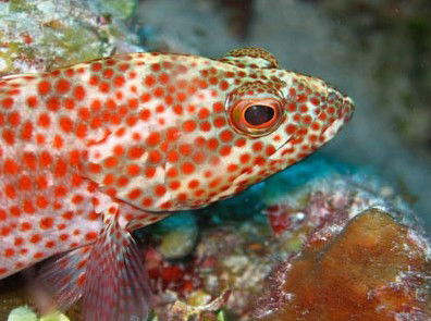 Snorkel Safari Brisbane - Accommodation in Surfers Paradise 3