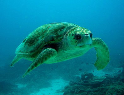 Snorkel Safari Brisbane - Accommodation in Surfers Paradise 4