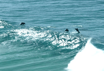 Beach Trekkers North Stradbroke Island - Accommodation in Surfers Paradise 2