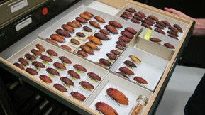 Western Australian Museum - Accommodation in Surfers Paradise 1