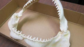 Western Australian Museum - Accommodation in Surfers Paradise 2