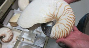 Western Australian Museum - Accommodation in Surfers Paradise 3