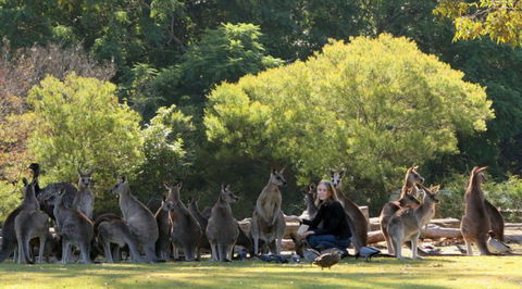 Lone Pine Koala Sanctuary - Accommodation in Surfers Paradise 1