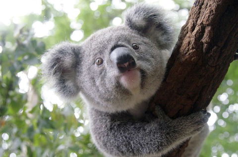 Lone Pine Koala Sanctuary - Accommodation in Surfers Paradise 3
