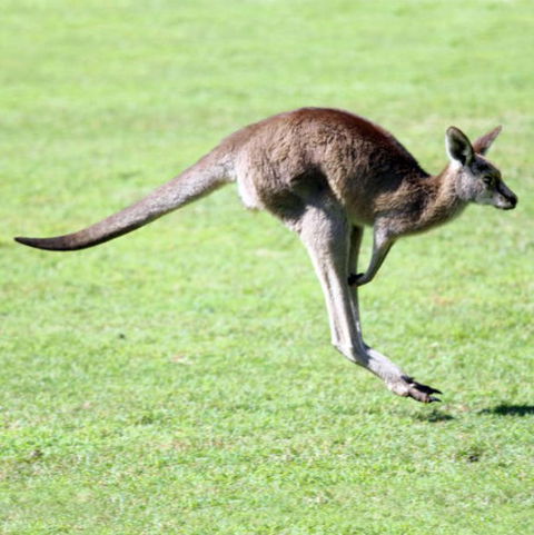 Lone Pine Koala Sanctuary - Accommodation in Surfers Paradise 4