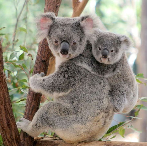 Lone Pine Koala Sanctuary - Accommodation in Surfers Paradise 6