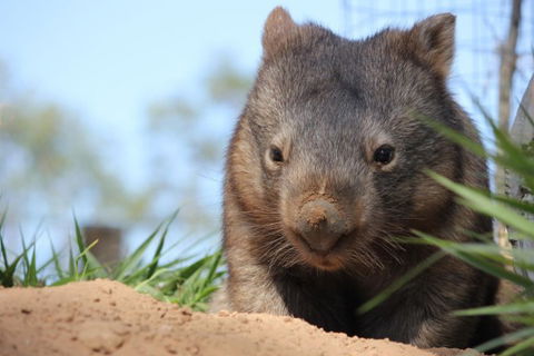Lone Pine Koala Sanctuary - Accommodation in Surfers Paradise 7