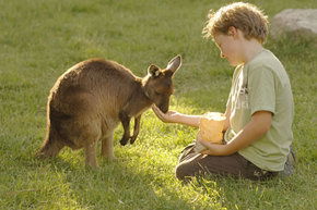 Cleland Wildlife Park - Accommodation in Surfers Paradise 4