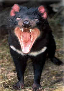 Zoo Doo Wildlife Park - Accommodation in Surfers Paradise 4