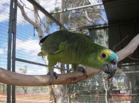 Darling Downs Zoo - Accommodation in Surfers Paradise 1