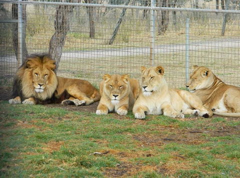 Darling Downs Zoo - Accommodation in Surfers Paradise 4