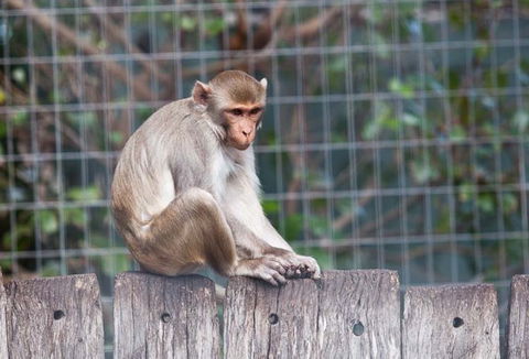 Darling Downs Zoo - Accommodation in Surfers Paradise 5