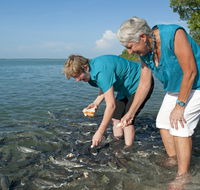 Aquascene Fish Feeding Sanctuary - Accommodation in Surfers Paradise