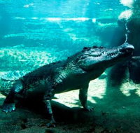 WILD LIFE Sydney Zoo - Accommodation in Surfers Paradise