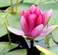The Lotus Day Spa and Retreat - Accommodation in Surfers Paradise