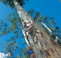 Dave Evans Bicentennial Tree - Accommodation in Surfers Paradise