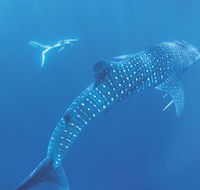 Ningaloo Marine Park - Accommodation in Surfers Paradise