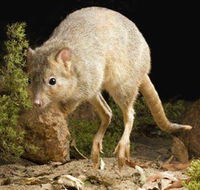 Kanyana Wildlife - Accommodation in Surfers Paradise