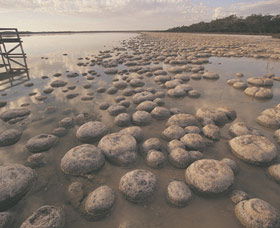 Yalgorup National Park - Accommodation in Surfers Paradise 0