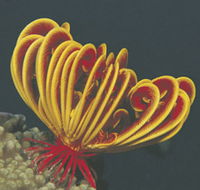 Lighthouse Bay - Accommodation in Surfers Paradise