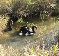 Tamar Island Wetlands Reserve and Interpretation Centre - Accommodation in Surfers Paradise