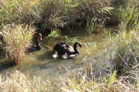Tamar Island Wetlands Reserve And Interpretation Centre - Accommodation in Surfers Paradise 0