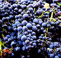 Laurel Bank Vineyard - Accommodation in Surfers Paradise