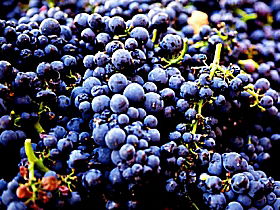 Laurel Bank Vineyard - Accommodation in Surfers Paradise 0