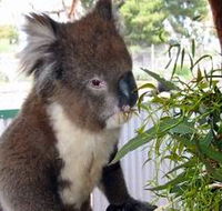 Glen-Forest Tourist Park - Accommodation in Surfers Paradise
