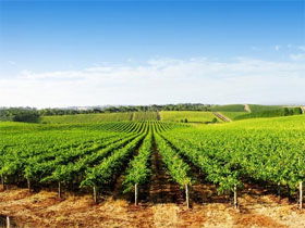 Aldinga Bay Winery - Accommodation in Surfers Paradise 0
