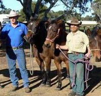 Coffin Bay Brumby Preservation Society Incorporated - Accommodation in Surfers Paradise